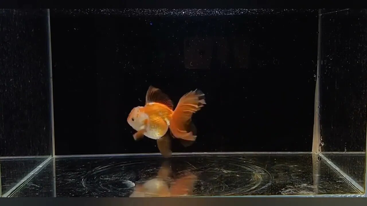 Visit Goldfish Palace