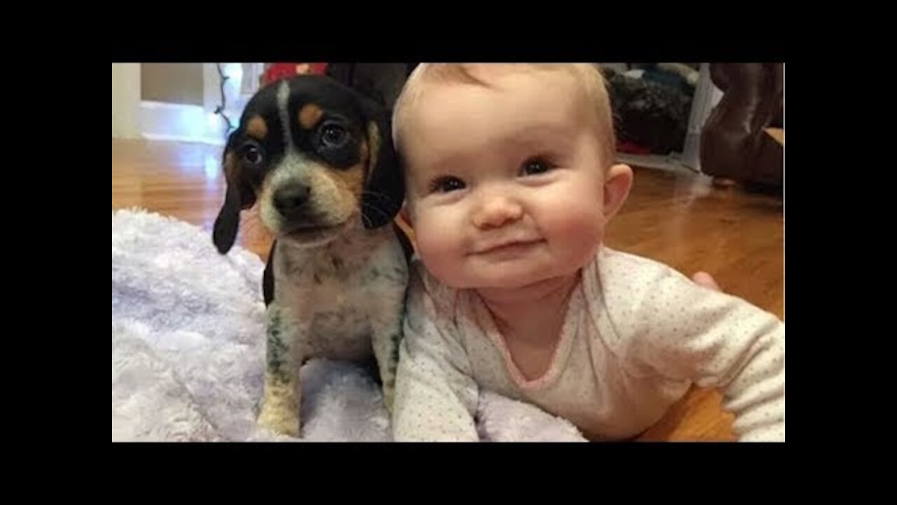 Cute Puppies and Babies Playing Together Compilation