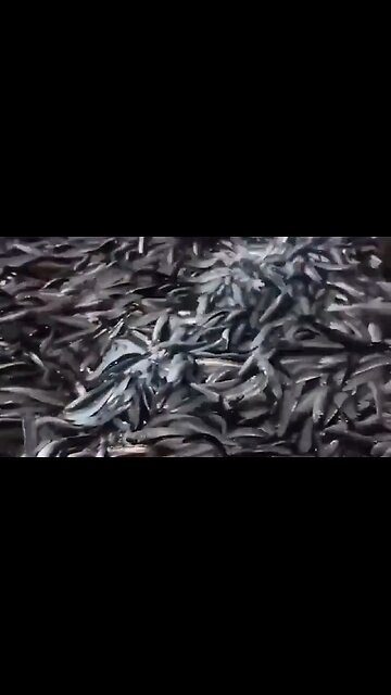 Wild Scene In The Philippines As Millions Of Sardines Flood The Beaches