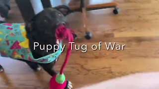 Tug of War With Puppy