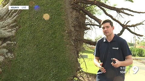 Monsoon Weather Pulls Up Huge Tree