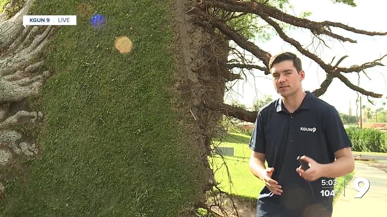 Monsoon Weather Pulls Up Huge Tree