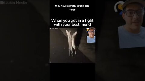 Rabbits have more fight in them than you think