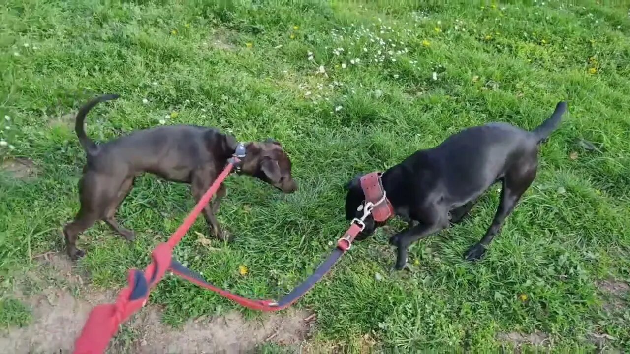 MOVEMENT RESEARCH IN DOGS: what science teaches us about efficiency and injury probability