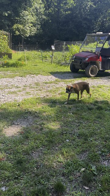 Waiting on The 4-Wheeler 🐶 Chamberlin Family Farms #boxer #dog #farming #homesteading