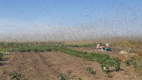 Famine is near! Giant swarms of locusts devour crops and ravage livestock feed across Russia