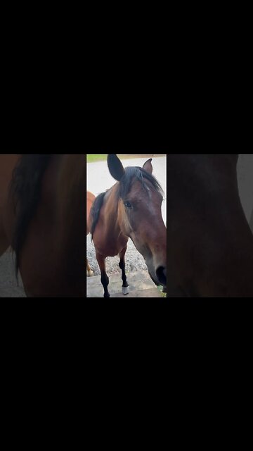 Mustang Is Super Brave