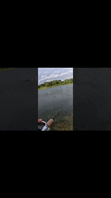 Another Missed Musky Opportunity #shorts