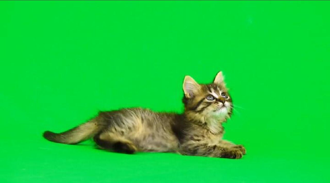funny cat