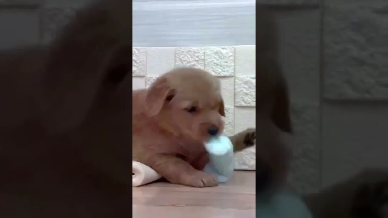Funniest Cat and Dog Videos Compilation
