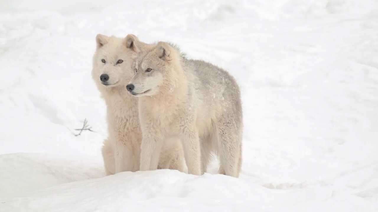 Incredible Winter Wildlife