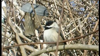 Chickadee Bird on a Kiwi Vine a Short Clip