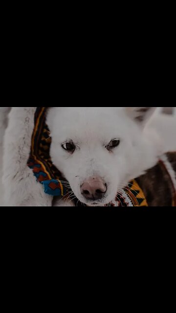 Для северных кочевников тундра — не безжизненная пустошь, а богатый культурный и природный ландшафт.