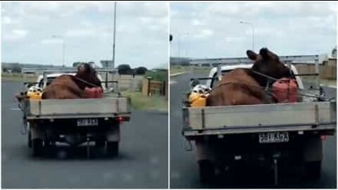 A cow catches a ride on a truck in Australia