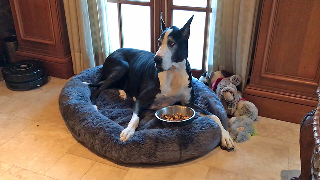 Happy Great Dane Enjoys Dinner in her Bed