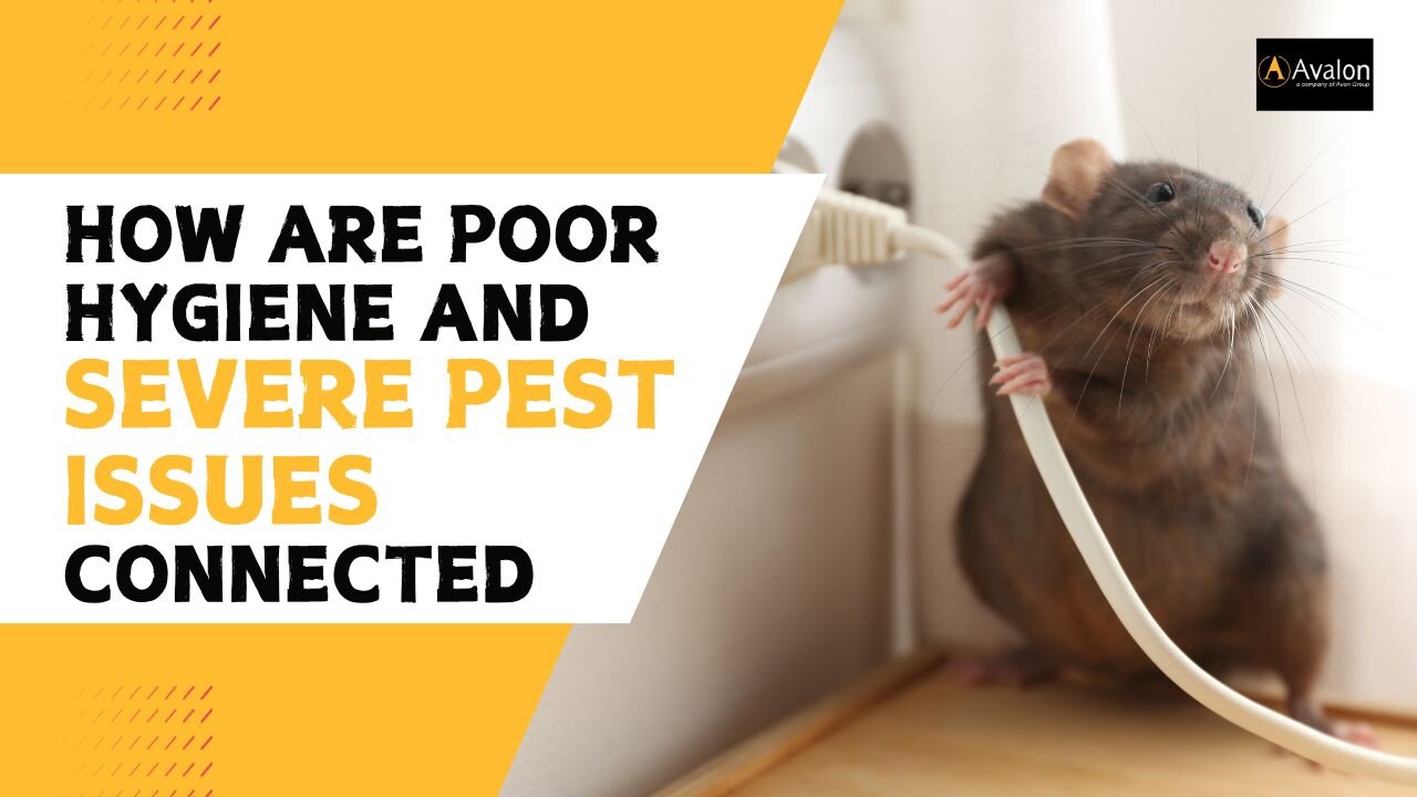 The Link Between Poor Hygiene and Severe Pest Issues