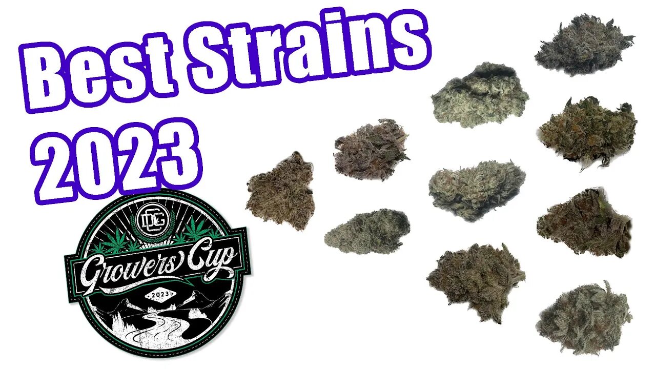 Top 10 Cannabis Strains DGC Cup 2023