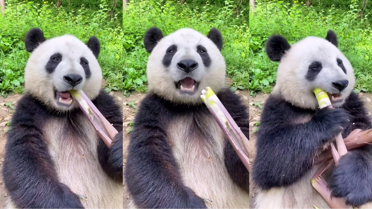 Cute PANDA eating BAMBOO!