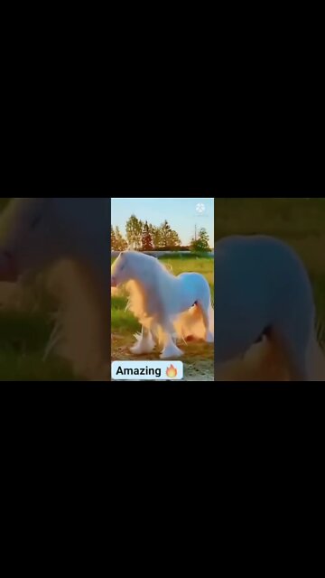Horse funny videos || horse tiktok || #horse #short #shorts