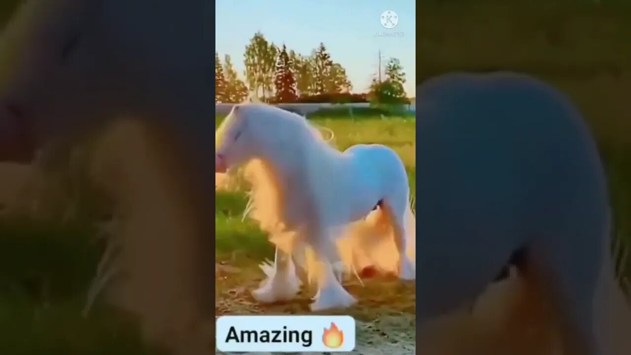 Horse funny videos || horse tiktok || #horse #short #shorts