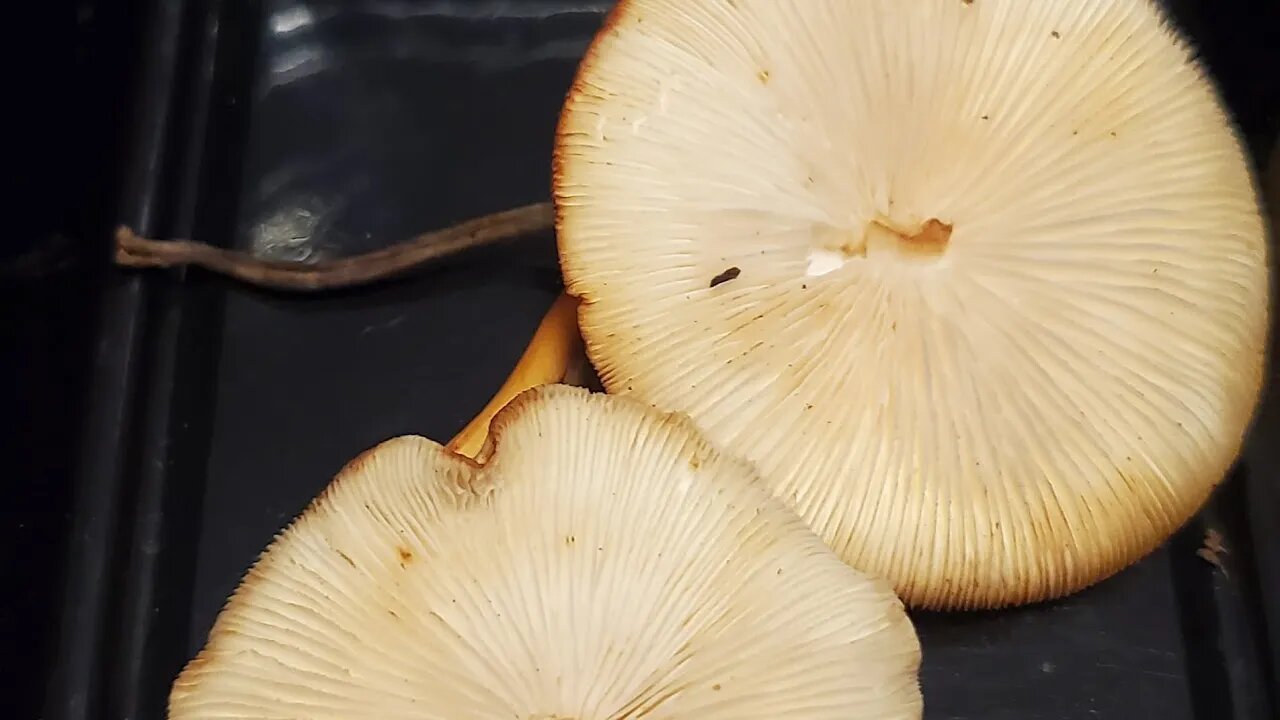 Wild Mountain Mushroom Hunting Alaska