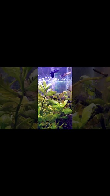 Dirty Planted aquarium #aquarium #viralshorts