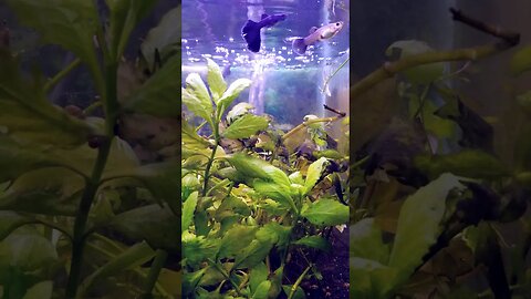 Dirty Planted aquarium #aquarium #viralshorts