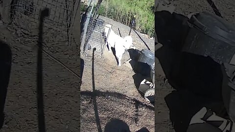 Farm watch. Maremma pup doing his rounds to check the birds