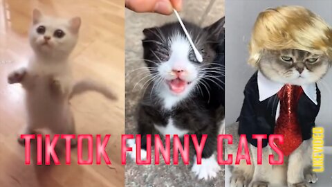 TOP FUNNY CAT TIKTOKS #1