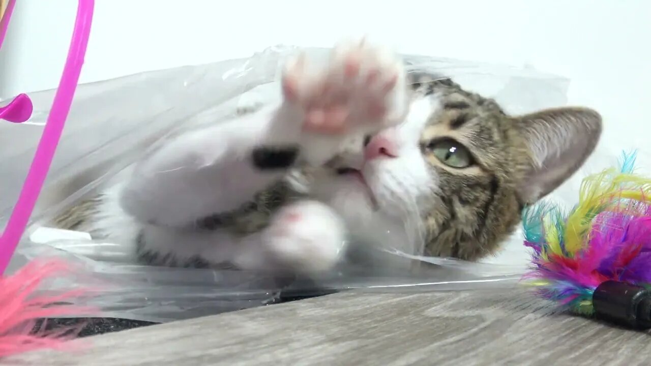 Funny Cat Leaves Transparent Plastic Bag