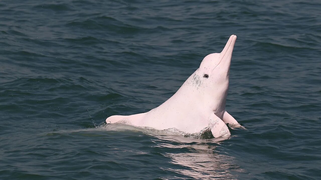 Cute Rare Pink Dolphin