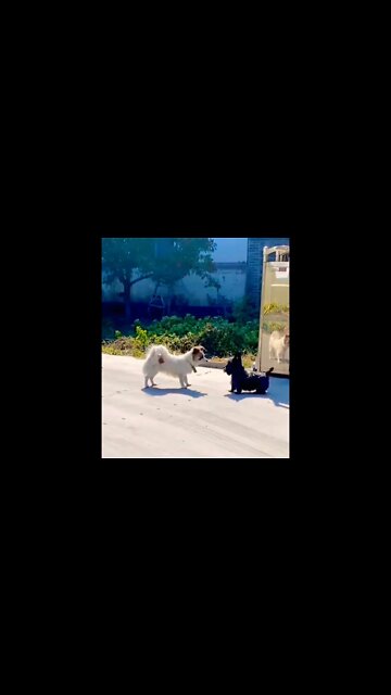 You want a piece of me...🐶🐾😂😂 #shorts #dogcat #dog #doglover