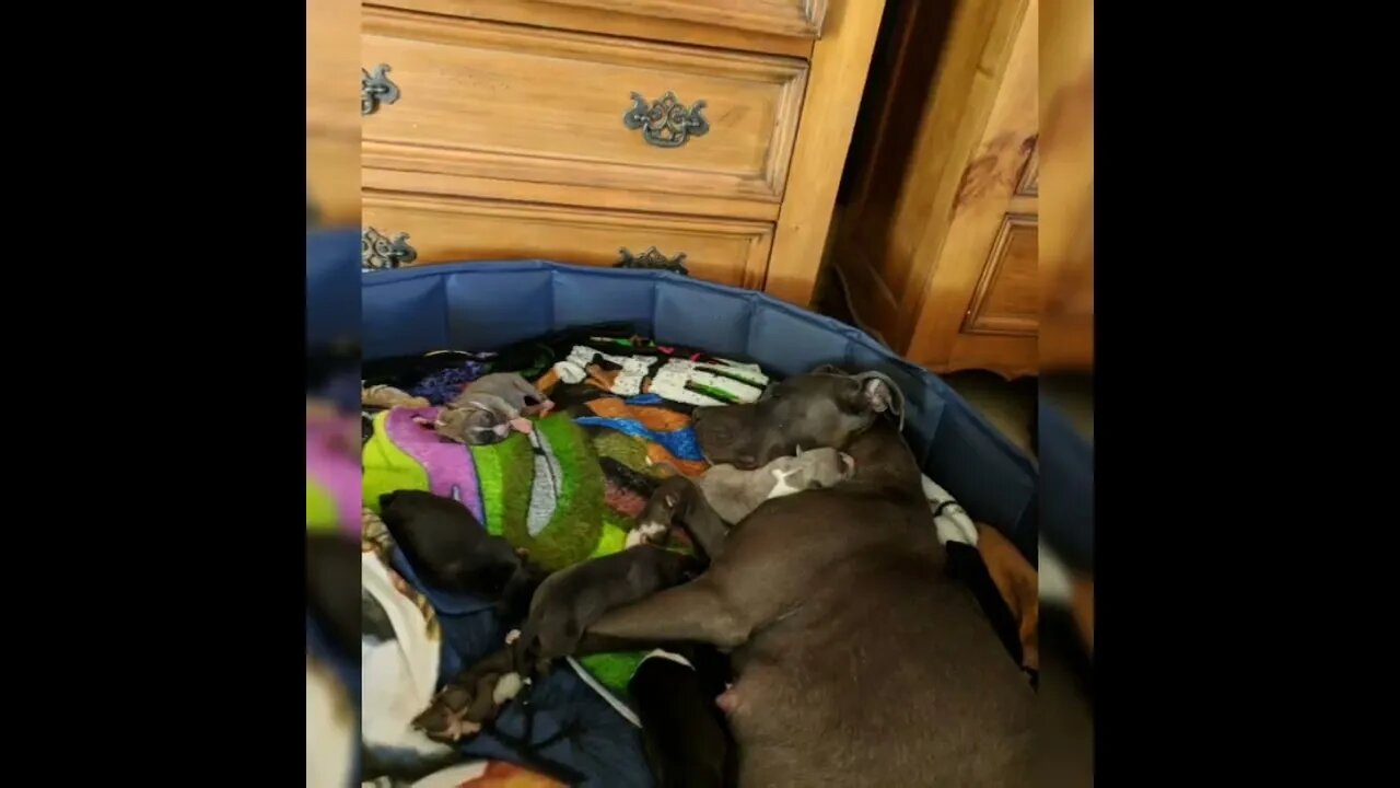 🐕 Mamma Pitty Hannah the Blue Nosed Pitbull and Her Baby Puppies 💕