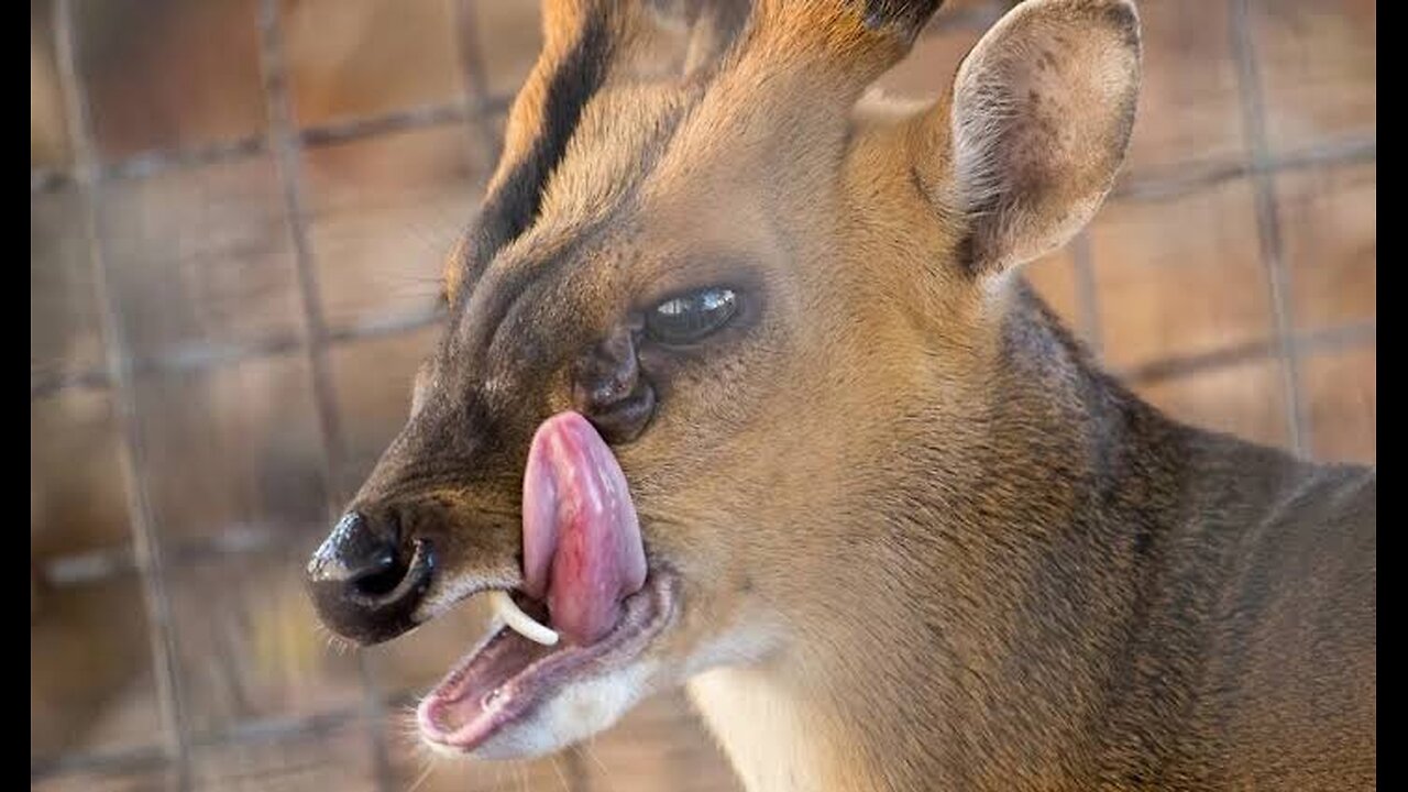 Meet the Muntjac: The Barking Deer of Asia"