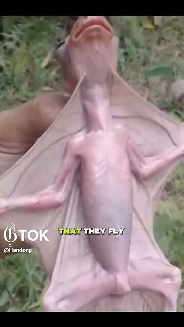 MEET ANOTHER UNUSUAL SPECIES OF BATS🦇💫