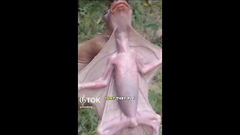 MEET ANOTHER UNUSUAL SPECIES OF BATS🦇💫