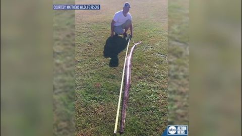 9-foot Burmese python found in Manatee County