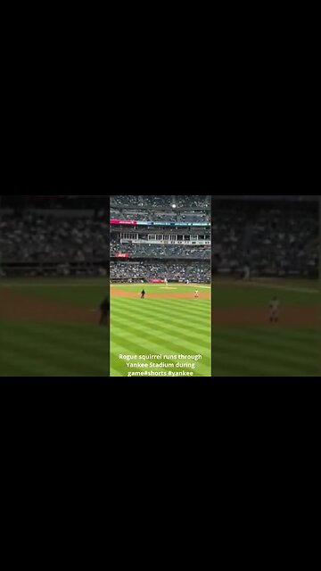 Rogue squirrel runs through Yankee Stadium during game#shorts #yankee #mlb