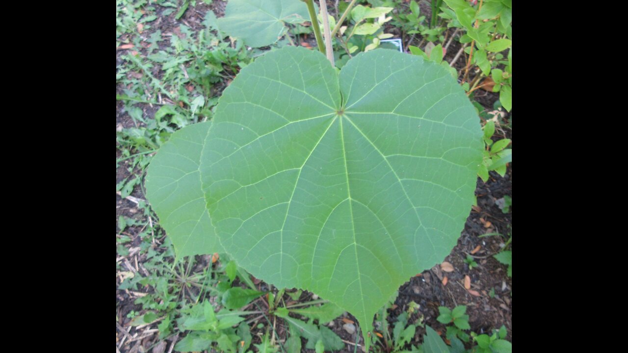 Heart Of Leaves Velvetleaf September 2021