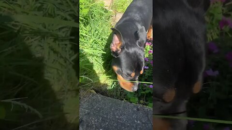 Cute dog goes for a walk😱🐶 (Vol.16) #shorts #short #viral #trending