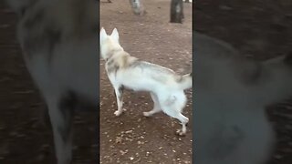 Middle Eastern Dog Park