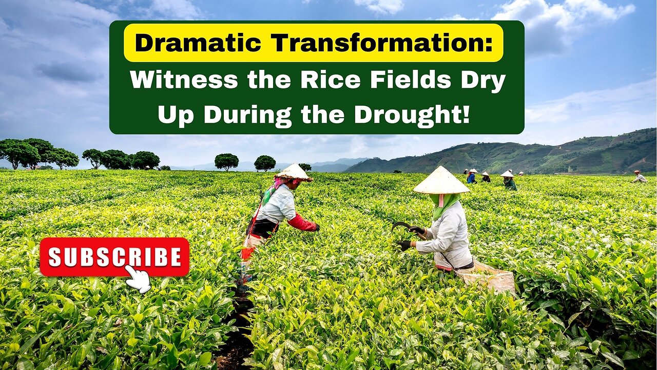 Dramatic Transformation: Witness the Rice Fields Dry Up During the Drought!