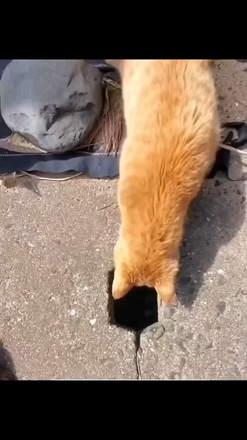 Cat eggs😂😂😂 #cat #funny #comedy #crazy #animals