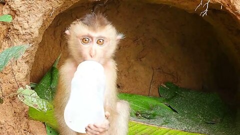 2Poor kley monkey was so happy that I bought milk while it was raining heavily5 5