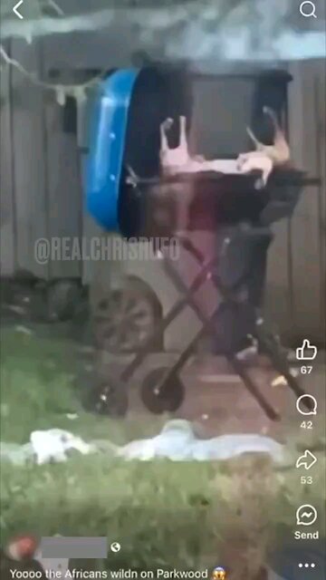 * Language * Cats Being Prepared