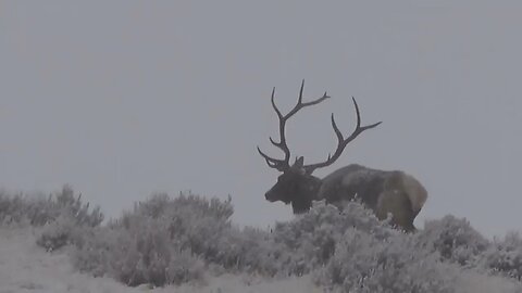 Nice Bull Elk with scabies