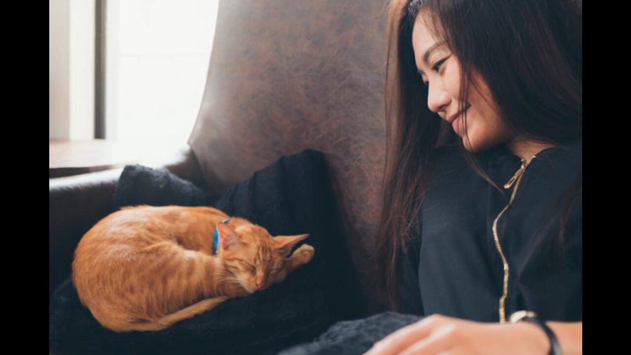 Top Funny Cat Love Videos