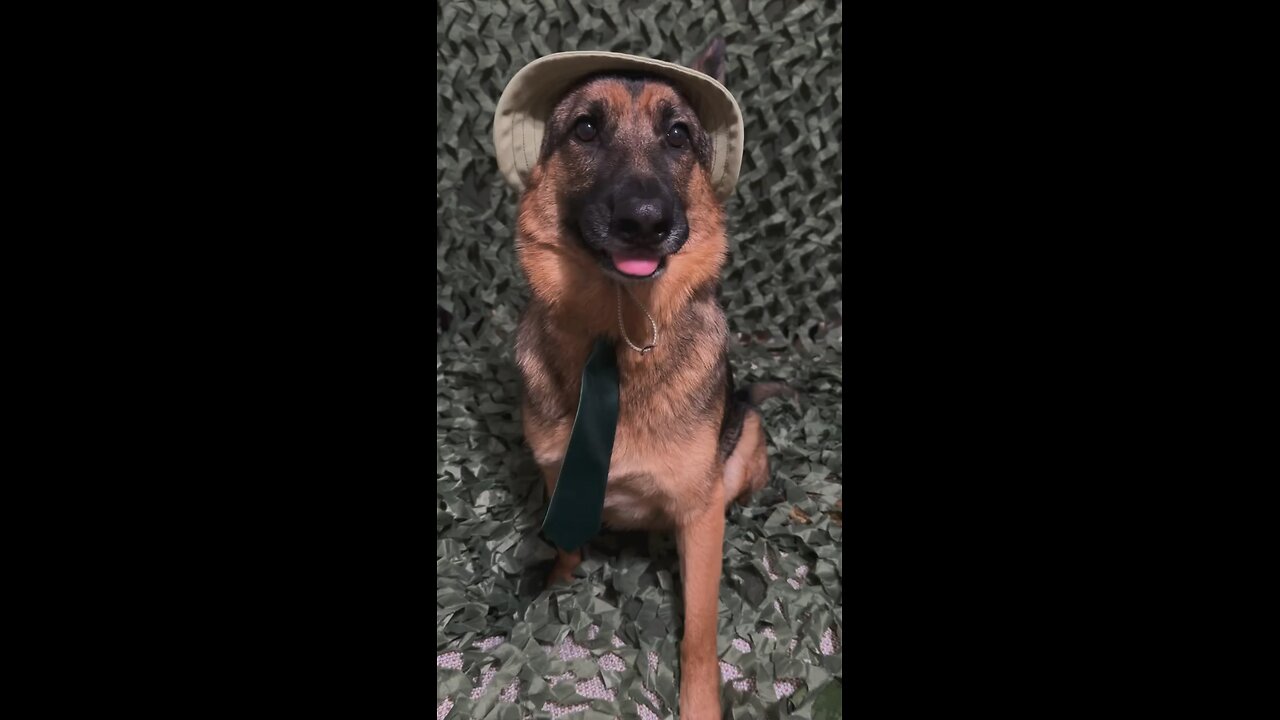 Funny German Shepherd 🤣😂