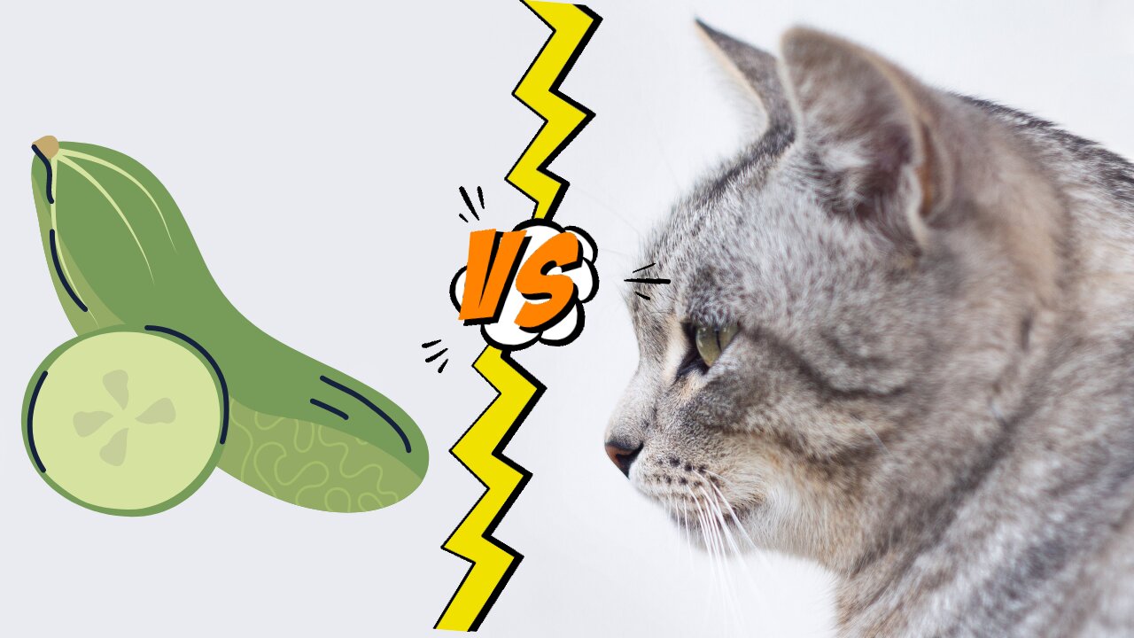 Cats vs cucumbers hilarious!!!