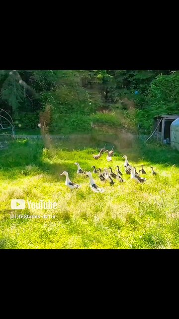 “Duck, Duck… Coyote!”? 🦆🦊#coyote #ducks #wildlife #shortsvideo #shortvideo #shorts #short